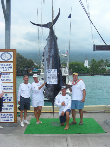 560 lb Blue Marlin Kona Fishing