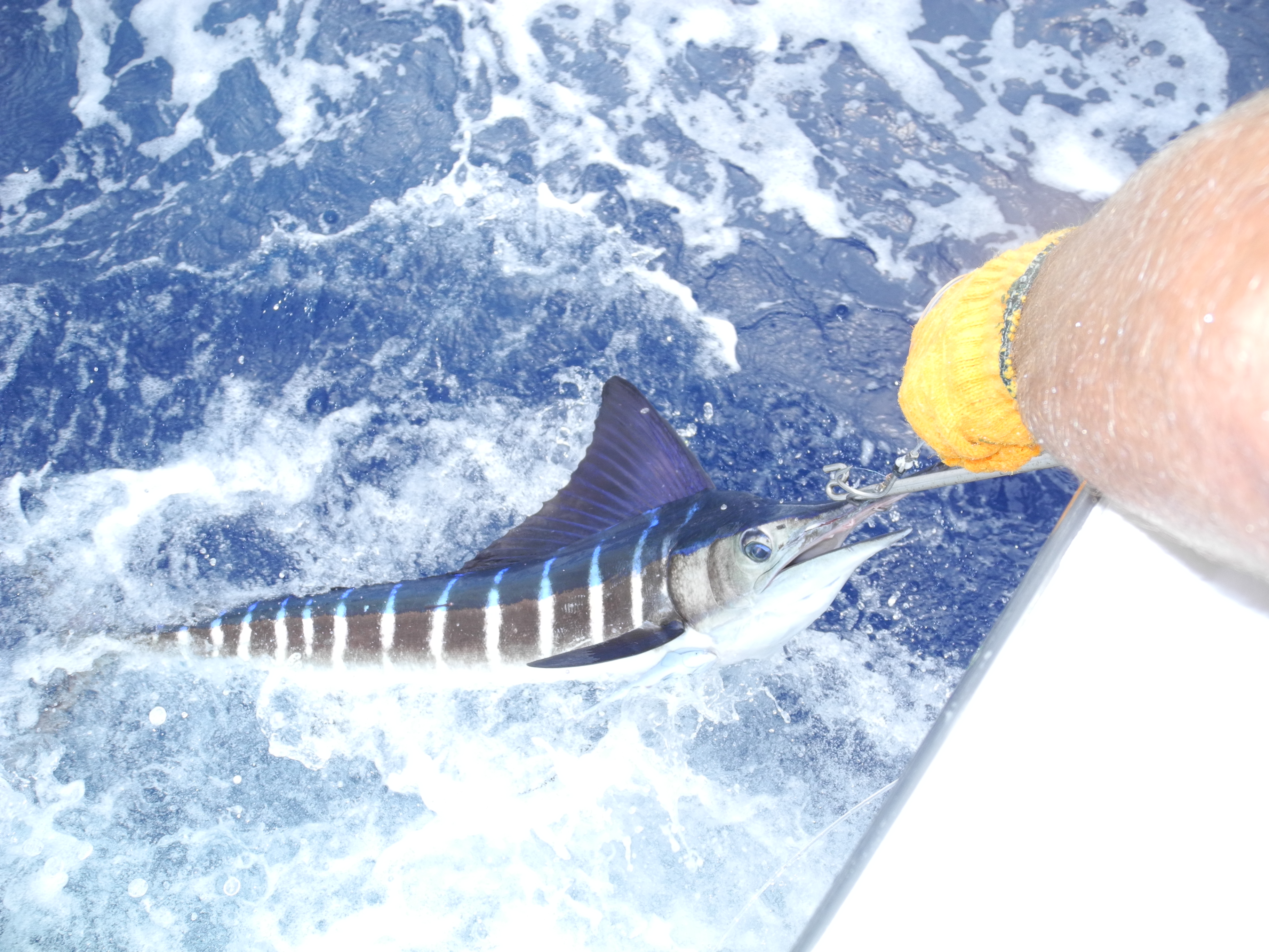 The Grander Marlin Blog - Grander Marlin Sportfishing