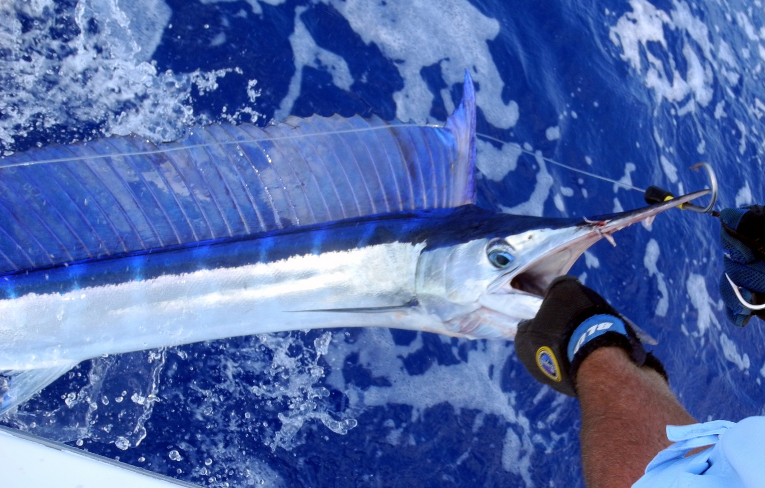 Shortbill Spearfish Kona Fishing Charter Fire Hatt, Hawaii