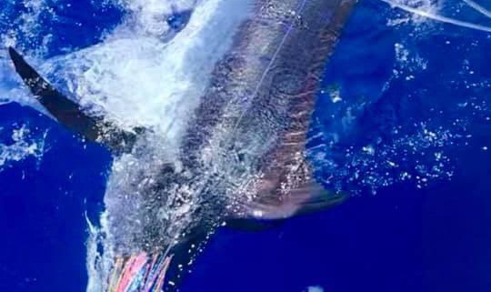 Blue Marlin Release