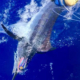 Blue Marlin Release